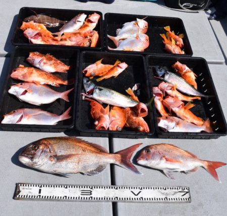 渡船屋たにぐち 釣果