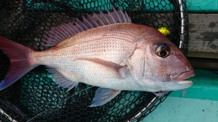 和栄丸 釣果