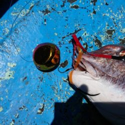 だて丸 釣果