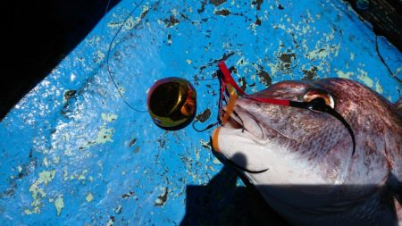 だて丸 釣果