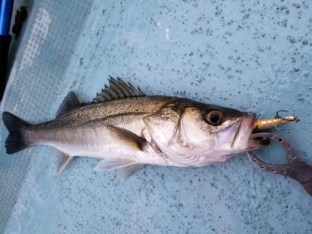 アマテラス 釣果