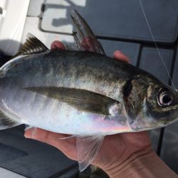 エヌスタイル 釣果