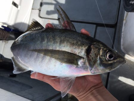 エヌスタイル 釣果