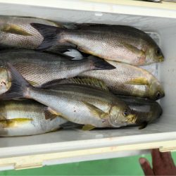 丸万釣船 釣果