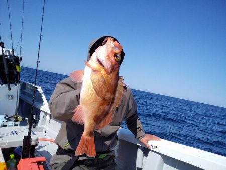 ひな丸 釣果