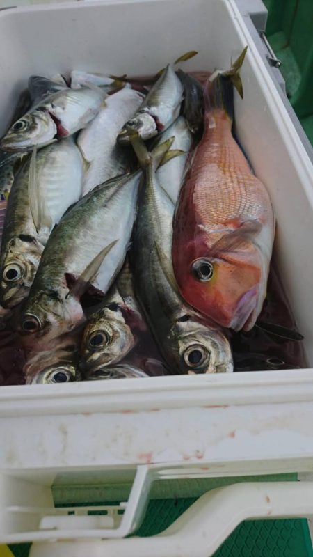 もと明丸 釣果