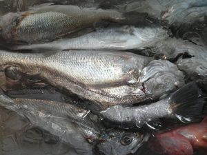 美咲丸 釣果