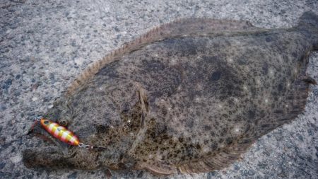 ヒラメ65 島根 浜田漁港周辺 フラットフィッシュ ヒラメ 陸っぱり 釣り 魚釣り 釣果情報サイト カンパリ