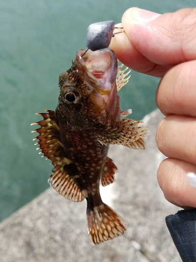 最近小さい魚が好調です 鳥取 鳥取港 ロックフィッシュ ルアー ベラ 陸っぱり 釣り 魚釣り 釣果情報サイト カンパリ