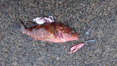 根魚狙い