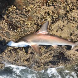 関西 サメ 陸っぱり 釣り 魚釣り 釣果情報サイト カンパリ
