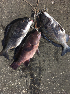 雨の前に短時間の釣行