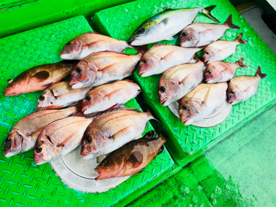 利弥丸 鯛ラバ釣果