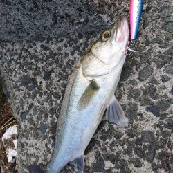 ランカースズキを狙って朝練釣行！！