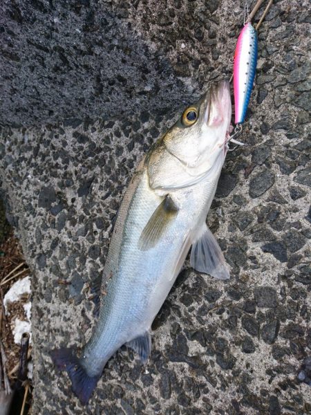 ランカースズキを狙って朝練釣行！！