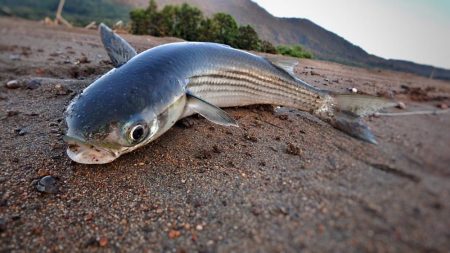 今日はボラさん 京都府 由良川河口 その他ルアー釣り ボラ 陸っぱり 釣り 魚釣り 釣果情報サイト カンパリ