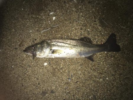 カンパリ投稿の情報を参考に甲子園浜釣行