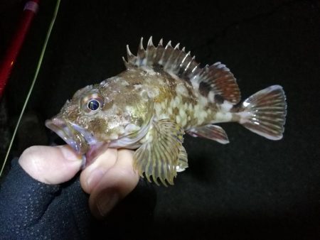 南港フェリーヘチ釣行 （好調キビレチヌ（44.5cm他）ガシラ３匹釣果）