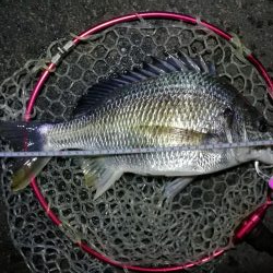 南港カモメ大橋釣行 （42cm,31cm,41cmキビレチヌ釣果有り）