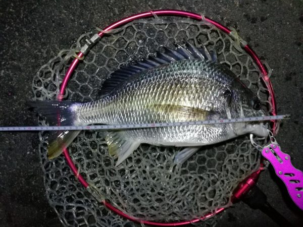 南港カモメ大橋釣行 （42cm,31cm,41cmキビレチヌ釣果有り）