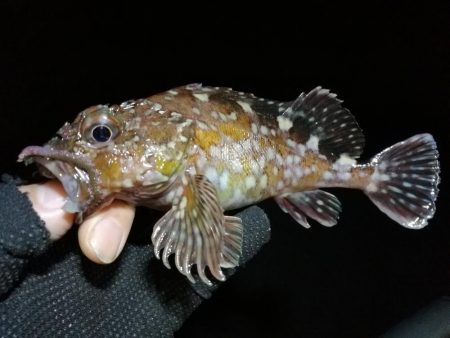 南港カモメ大橋ヘチ釣行 （キビレ42cm釣果有り他）