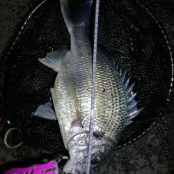 南港カモメ大橋のヘチ釣行 （久々の40upキビレ41cm釣果他）