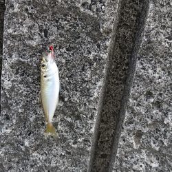 サビキでは釣れる