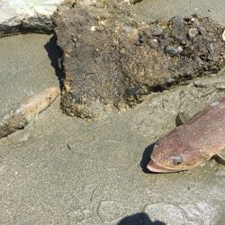 8時間耐久キス釣り