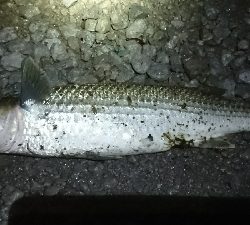 雨の合間に