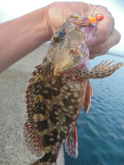 今朝の釣果