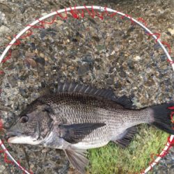 雨の前に朝マヅメ釣行