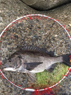 雨の前に朝マヅメ釣行