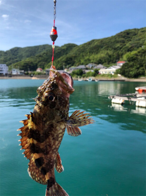 サビキで豆アジ