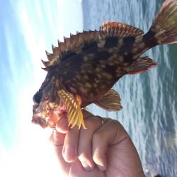 穴釣り、今日は大きめ