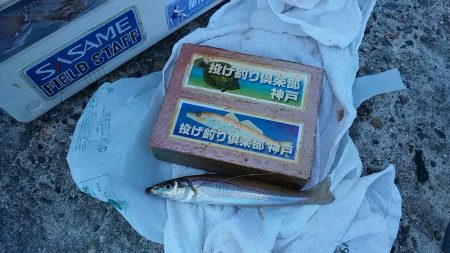 久々の播磨新島で満足釣果