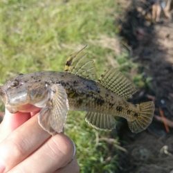 テナガエビ釣り