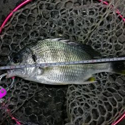 南港カモメ大橋釣行 （42cm,31cm,41cmキビレチヌ釣果有り）