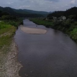 上桂川の鮎