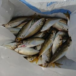 サビキでは釣れる