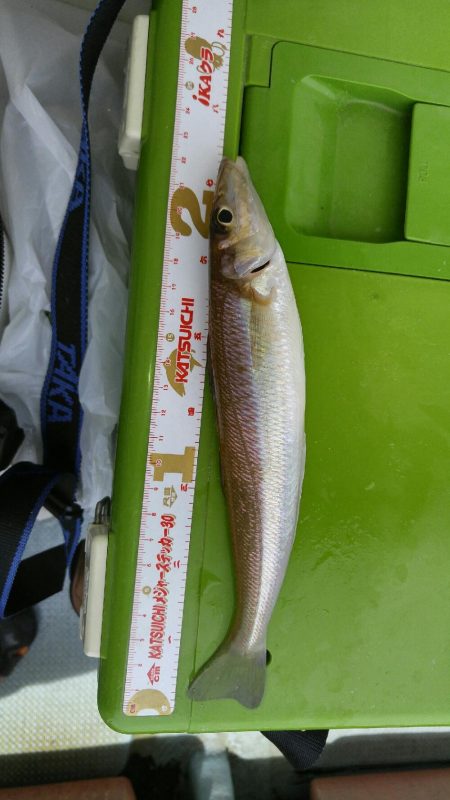 家島の船キスつり