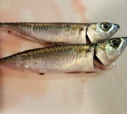 チヌを釣りたくて