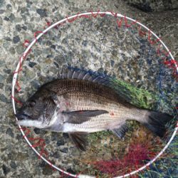 雨の前に朝マヅメ釣行