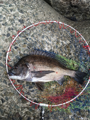 雨の前に朝マヅメ釣行