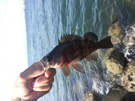 穴釣り、今日は大きめ