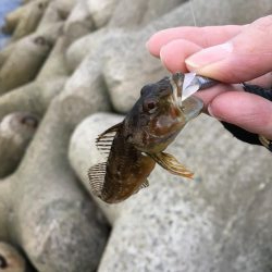 りんくう〜泉大津 メバル、アジ