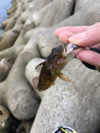 りんくう〜泉大津 メバル、アジ