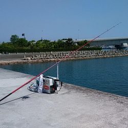 東二見人工島へ連日釣行しました