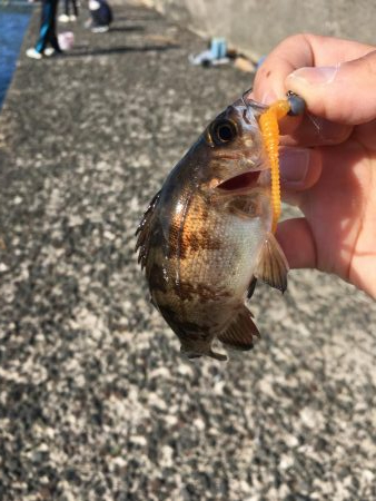 ジグで投げ釣り