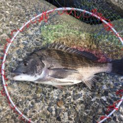 雨の前に朝マヅメ釣行