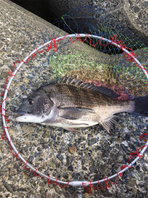 雨の前に朝マヅメ釣行